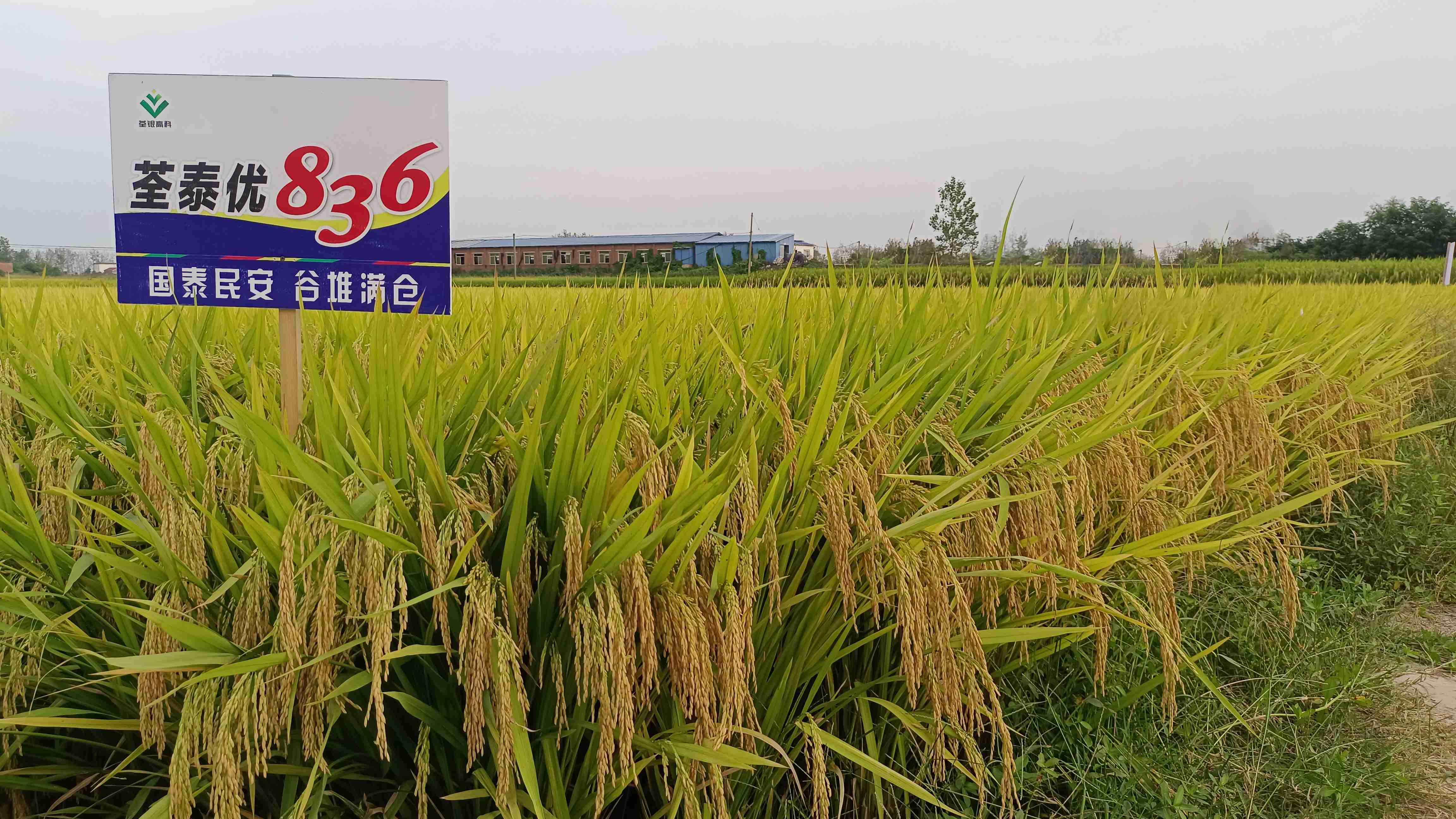 荃泰優836-1.jpg 荃泰優836-1.jpg